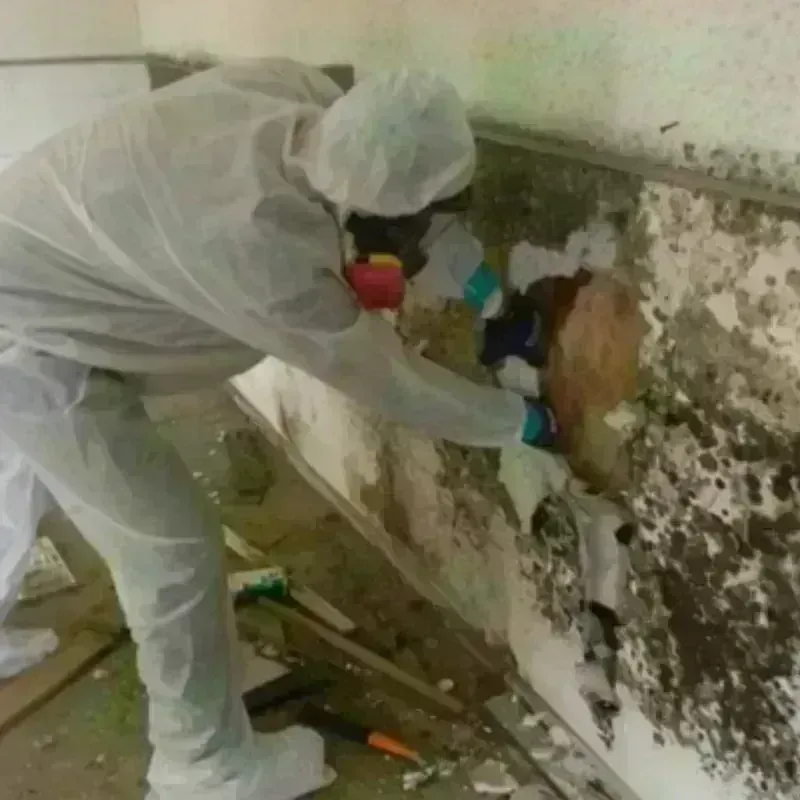 Mold Remediation and Removal in La Grange, TX